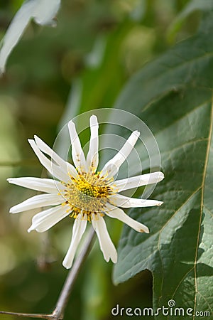 Mexican Tree Daisy Montanoa bipinnatifida, close-up white flower Stock Photo